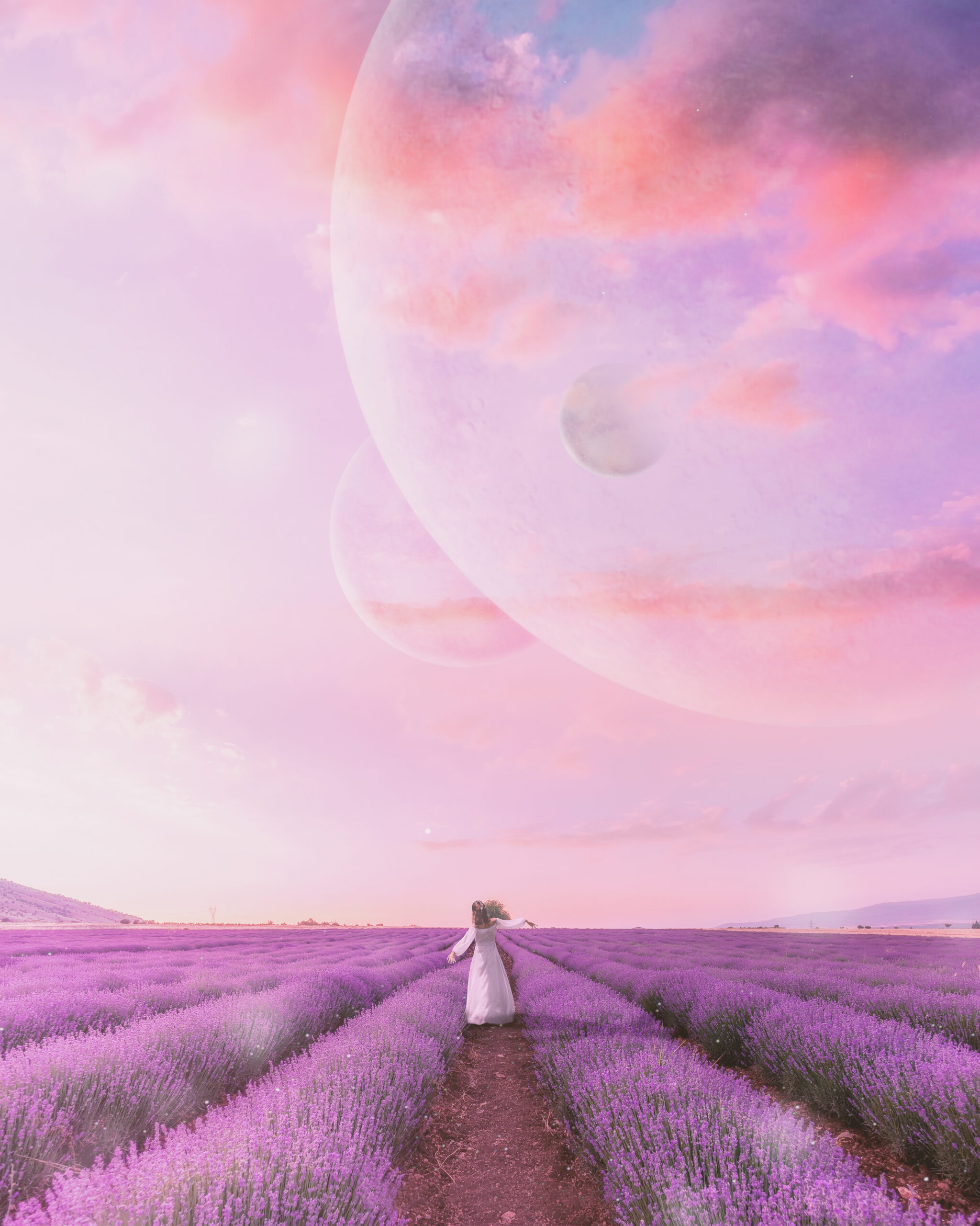 Lavander field