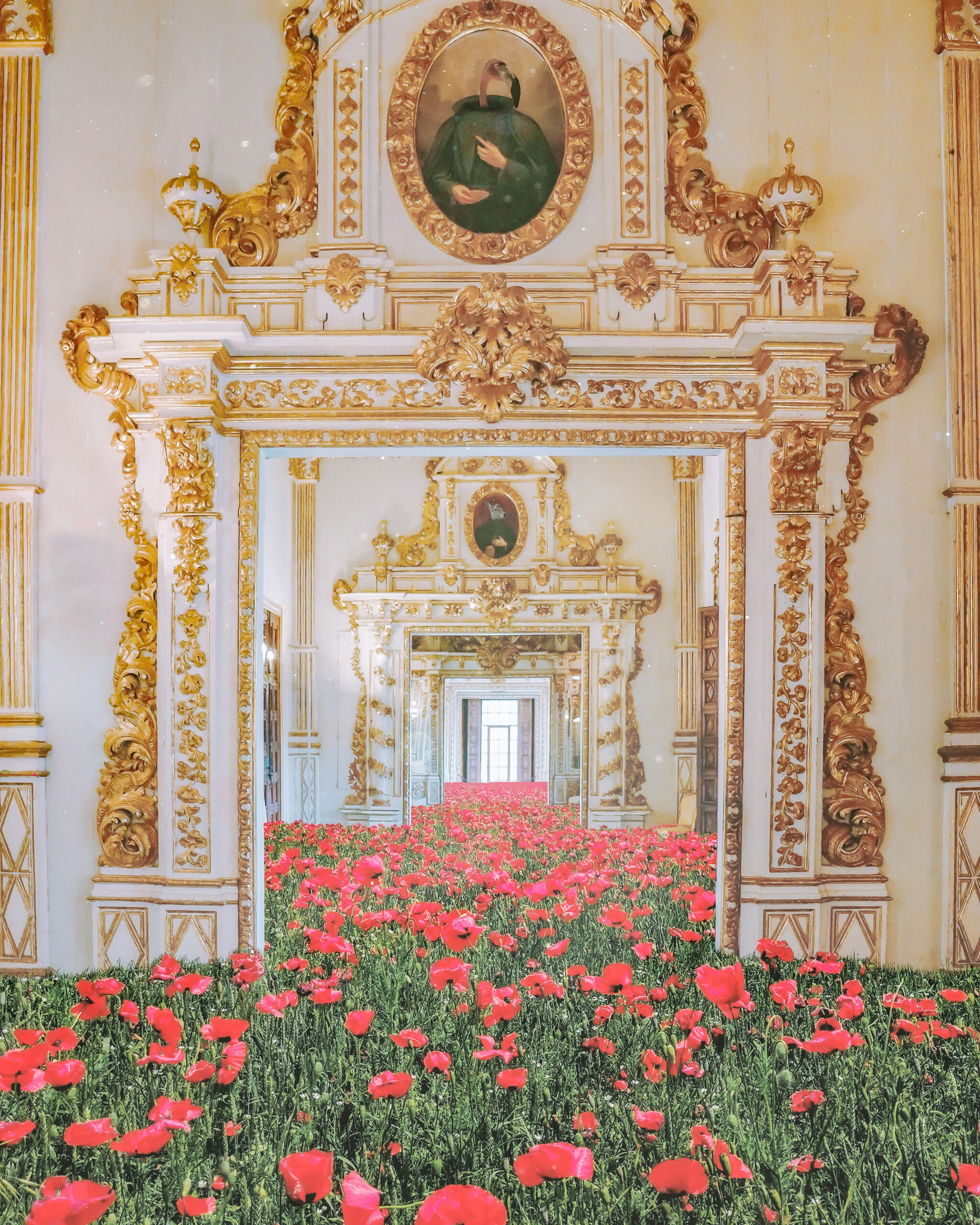 Red poppy